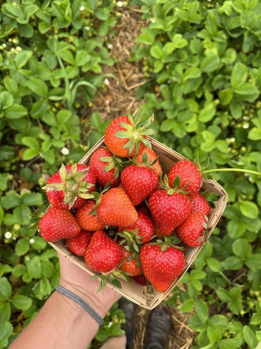 Rare Giant Strawberry Seeds 🍓 Grow Huge, Easy to grow