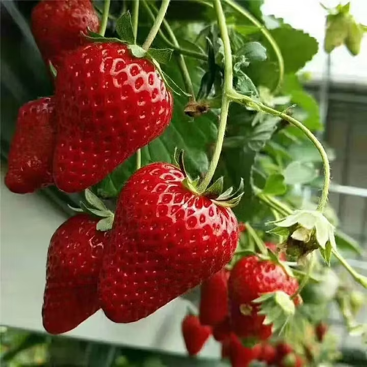Rare Giant Strawberry Seeds 🍓 Grow Huge, Easy to grow