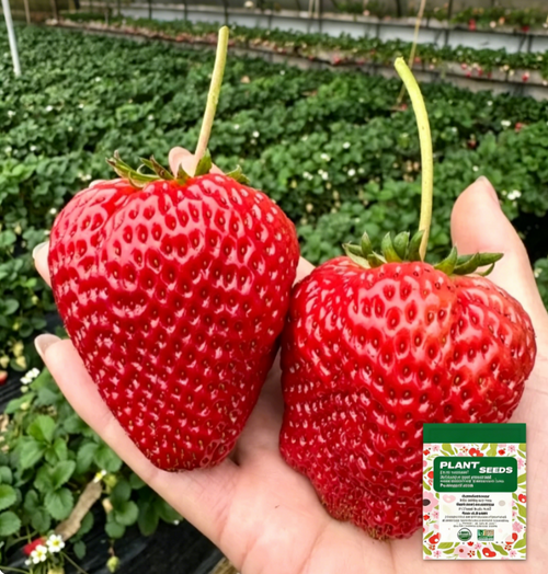 Rare Giant Strawberry Seeds 🍓 Grow Huge, Easy to grow
