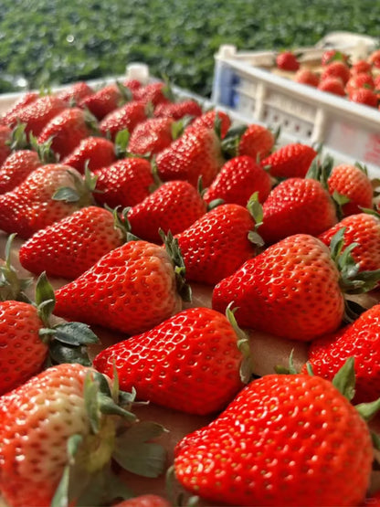Rare Giant Strawberry Seeds 🍓 Grow Huge, Easy to grow