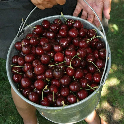✨Top Grade & Productive – Cherry Seeds Direct from Origin🌱