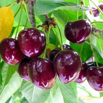 ✨Top Grade & Productive – Cherry Seeds Direct from Origin🌱